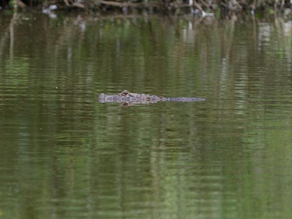 Breedsnuitkaaiman (Caiman latirostris)